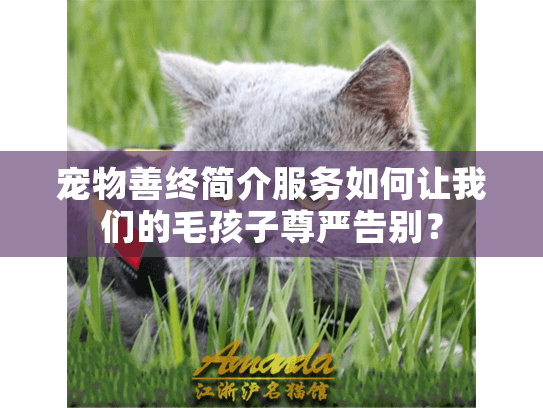 宠物善终简介服务如何让我们的毛孩子尊严告别？