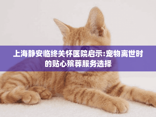 上海静安临终关怀医院启示:宠物离世时的贴心殡葬服务选择