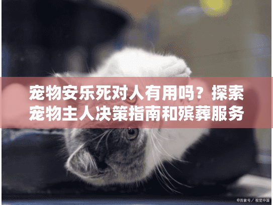 宠物安乐死对人有用吗？探索宠物主人决策指南和殡葬服务选择