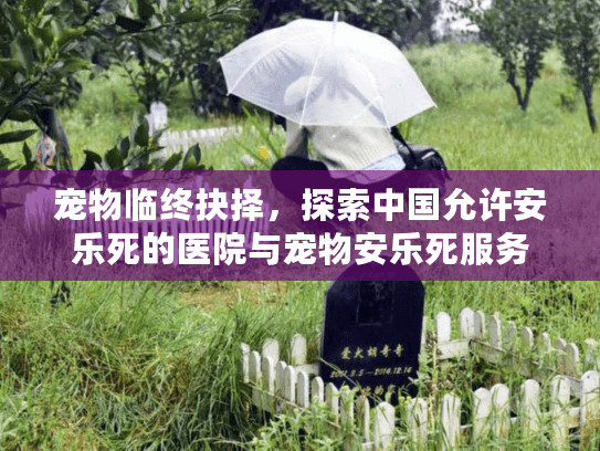 宠物临终抉择，探索中国允许安乐死的医院与宠物安乐死服务