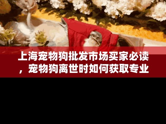 上海宠物狗批发市场买家必读，宠物狗离世时如何获取专业的殡葬服务？