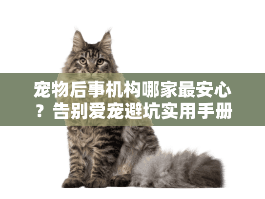 宠物后事机构哪家最安心？告别爱宠避坑实用手册