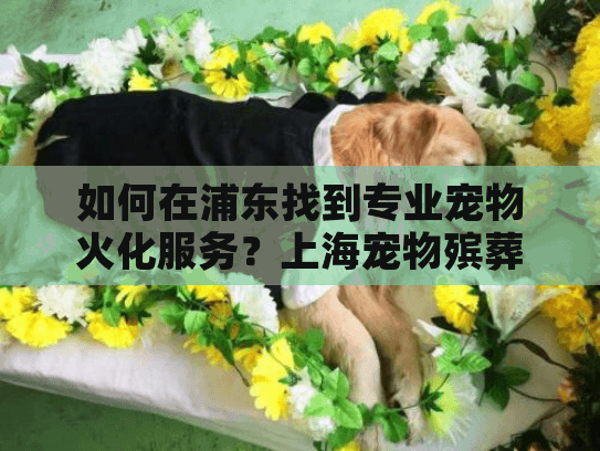 如何在浦东找到专业宠物火化服务？上海宠物殡葬机构选择指南