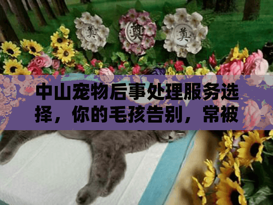 中山宠物后事处理服务选择，你的毛孩告别，常被忽略的三大陷阱是什么？