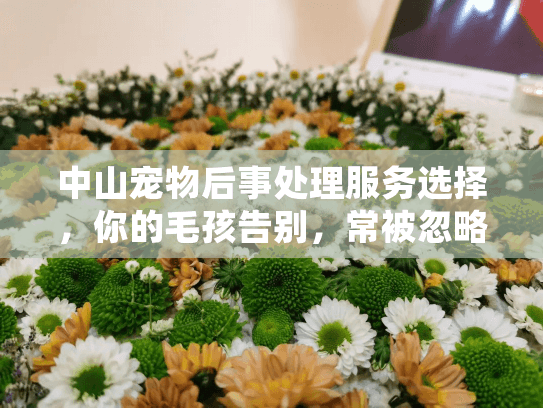 中山宠物后事处理服务选择，你的毛孩告别，常被忽略的三大陷阱是什么？