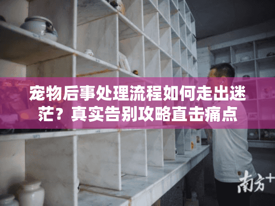 宠物后事处理流程如何走出迷茫？真实告别攻略直击痛点