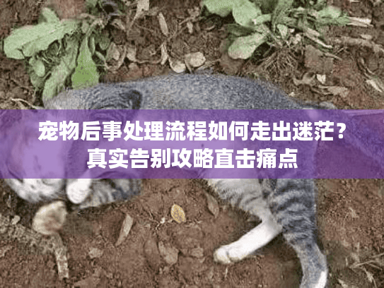 宠物后事处理流程如何走出迷茫？真实告别攻略直击痛点