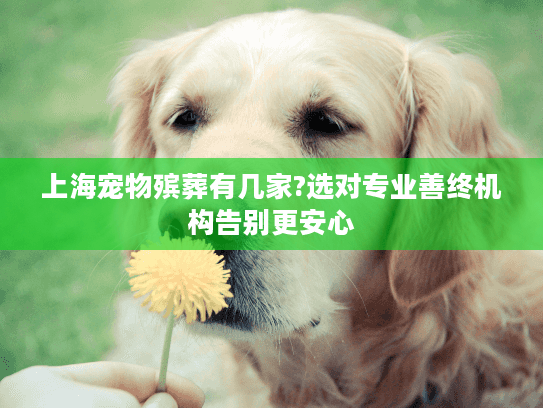 上海宠物殡葬有几家?选对专业善终机构告别更安心