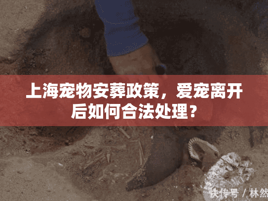 上海宠物安葬政策，爱宠离开后如何合法处理？