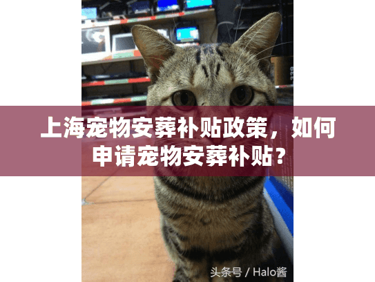 上海宠物安葬补贴政策，如何申请宠物安葬补贴？