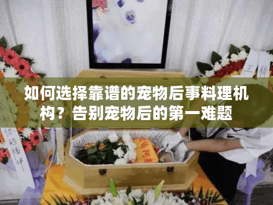 如何选择靠谱的宠物后事料理机构？告别宠物后的第一难题