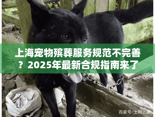 上海宠物殡葬服务规范不完善？2025年最新合规指南来了