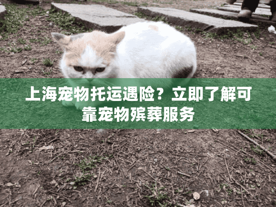 上海宠物托运遇险？立即了解可靠宠物殡葬服务