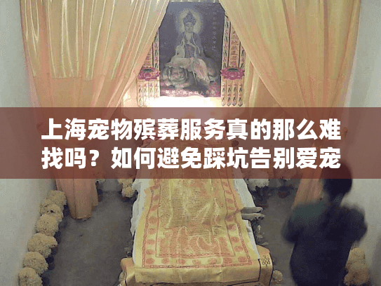 上海宠物殡葬服务真的那么难找吗？如何避免踩坑告别爱宠？