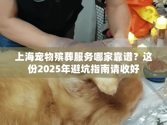 上海宠物殡葬服务哪家靠谱？这份2025年避坑指南请收好