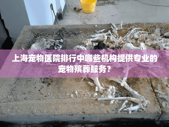 上海宠物医院排行中哪些机构提供专业的宠物殡葬服务？
