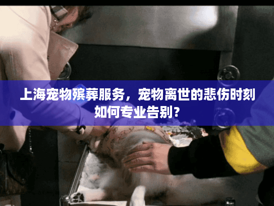 上海宠物殡葬服务，宠物离世的悲伤时刻如何专业告别？