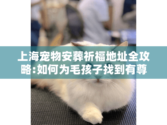 上海宠物安葬祈福地址全攻略:如何为毛孩子找到有尊严的告别场所?