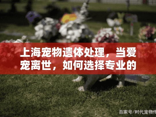 上海宠物遗体处理，当爱宠离世，如何选择专业的殡葬服务？