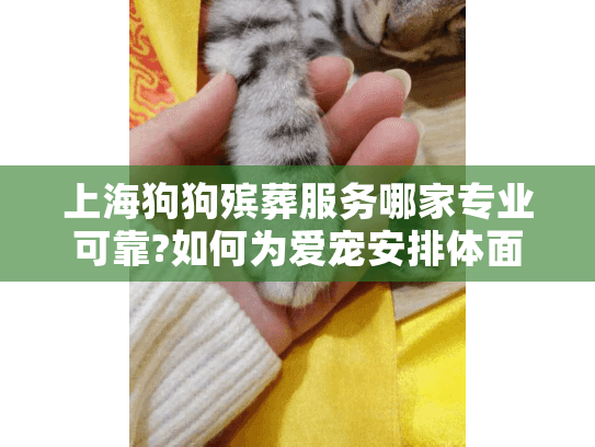 上海狗狗殡葬服务哪家专业可靠?如何为爱宠安排体面告别