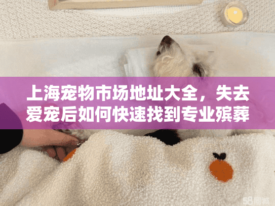上海宠物市场地址大全，失去爱宠后如何快速找到专业殡葬服务
