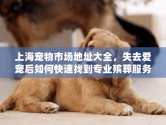 上海宠物市场地址大全，失去爱宠后如何快速找到专业殡葬服务