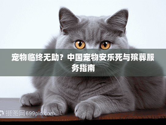 宠物临终无助？中国宠物安乐死与殡葬服务指南