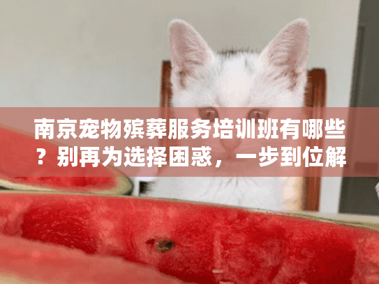 南京宠物殡葬服务培训班有哪些？别再为选择困惑，一步到位解决难题