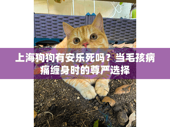 上海狗狗有安乐死吗？当毛孩病痛缠身时的尊严选择