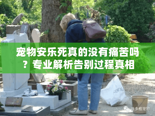 宠物安乐死真的没有痛苦吗？专业解析告别过程真相