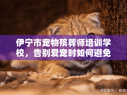 伊宁市宠物殡葬师培训学校，告别爱宠时如何避免遗憾？