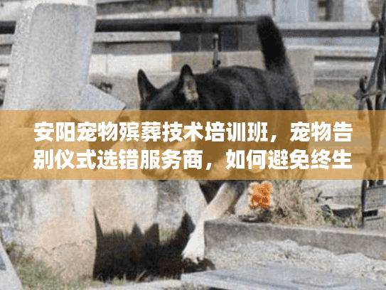 安阳宠物殡葬技术培训班，宠物告别仪式选错服务商，如何避免终生遗憾？
