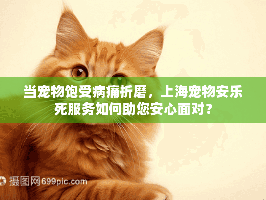 当宠物饱受病痛折磨，上海宠物安乐死服务如何助您安心面对？