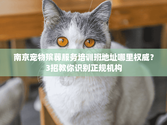 南京宠物殡葬服务培训班地址哪里权威？3招教你识别正规机构
