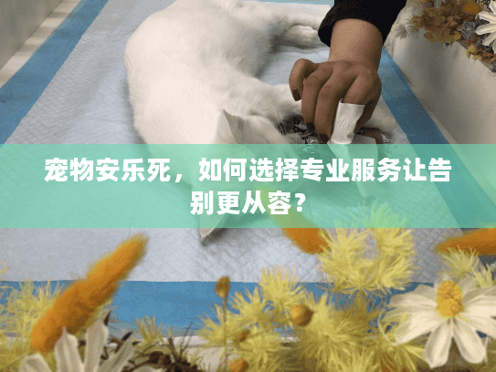 宠物安乐死，如何选择专业服务让告别更从容？