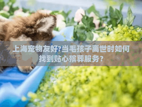 上海宠物友好?当毛孩子离世时如何找到贴心殡葬服务？