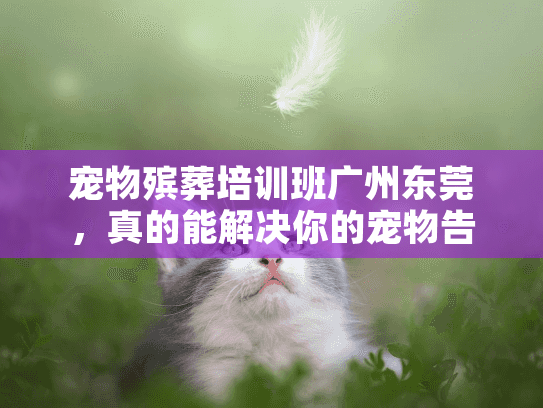 宠物殡葬培训班广州东莞，真的能解决你的宠物告别烦恼吗？