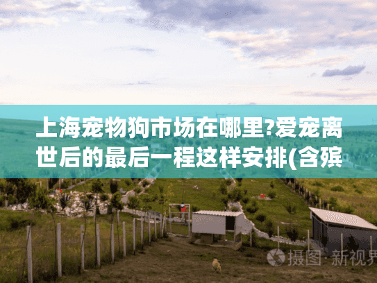 上海宠物狗市场在哪里?爱宠离世后的最后一程这样安排(含殡葬指南)