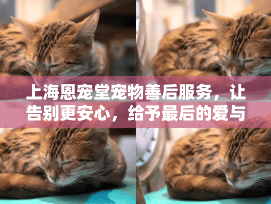 上海恩宠堂宠物善后服务，让告别更安心，给予最后的爱与尊严