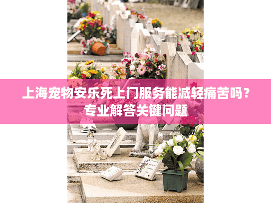 上海宠物安乐死上门服务能减轻痛苦吗？专业解答关键问题