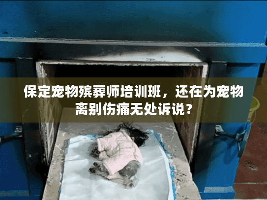 保定宠物殡葬师培训班，还在为宠物离别伤痛无处诉说？