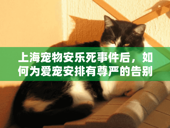 上海宠物安乐死事件后，如何为爱宠安排有尊严的告别？