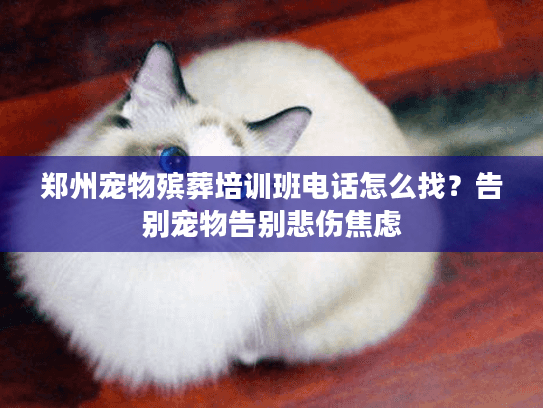 郑州宠物殡葬培训班电话怎么找？告别宠物告别悲伤焦虑