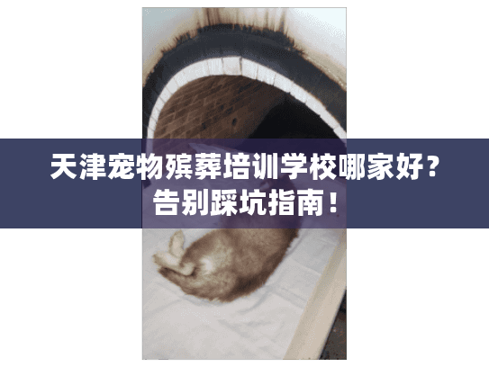 天津宠物殡葬培训学校哪家好？告别踩坑指南！