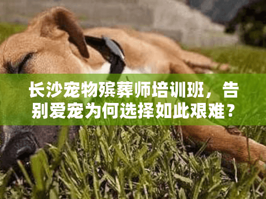 长沙宠物殡葬师培训班，告别爱宠为何选择如此艰难？