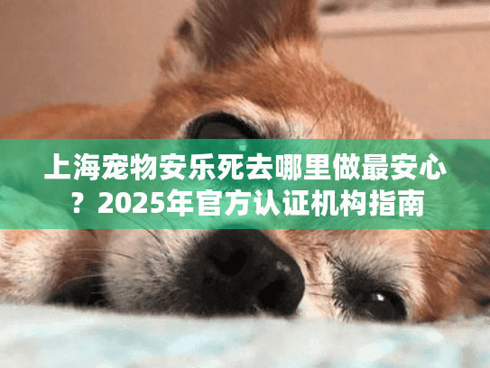 上海宠物安乐死去哪里做最安心？2025年官方认证机构指南