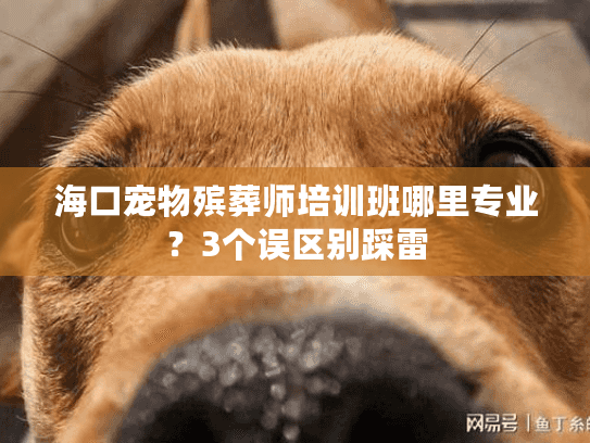 海口宠物殡葬师培训班哪里专业？3个误区别踩雷