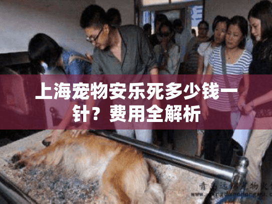 上海宠物安乐死多少钱一针？费用全解析