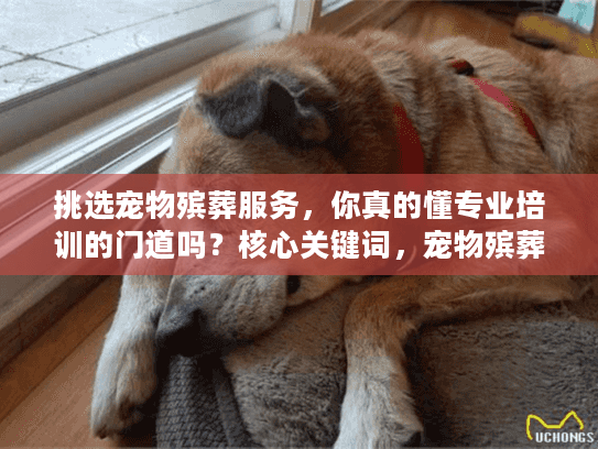 挑选宠物殡葬服务，你真的懂专业培训的门道吗？核心关键词，宠物殡葬最专业的培训）