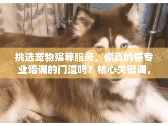 挑选宠物殡葬服务，你真的懂专业培训的门道吗？核心关键词，宠物殡葬最专业的培训）